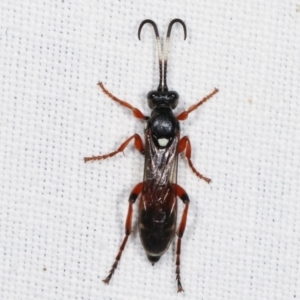 Ichneumon promissorius at Paddys River, ACT - 12 Mar 2021