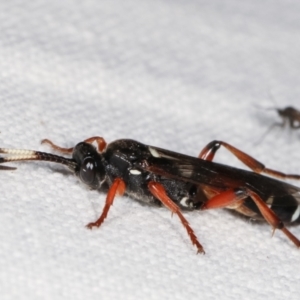 Ichneumon promissorius at Paddys River, ACT - 12 Mar 2021