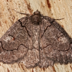 Austroterpna undescribed species at Paddys River, ACT - 12 Mar 2021 11:36 PM