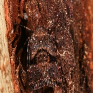 Dipsiathus obscurifrons at Paddys River, ACT - 12 Mar 2021 11:37 PM