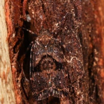 Dipsiathus obscurifrons (Achilid planthopper) at Paddys River, ACT - 12 Mar 2021 by kasiaaus