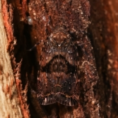 Dipsiathus obscurifrons at Paddys River, ACT - 12 Mar 2021 11:37 PM