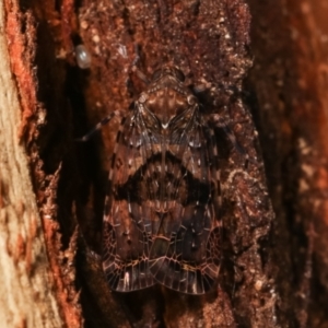 Dipsiathus obscurifrons at Paddys River, ACT - 12 Mar 2021