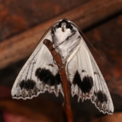 Paraterpna undescribed species nr harrisoni at Tidbinbilla Nature Reserve - 12 Mar 2021 by kasiaaus