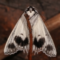 Paraterpna undescribed species nr harrisoni at Paddys River, ACT - 13 Mar 2021