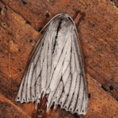 Paraterpna undescribed species nr harrisoni at Paddys River, ACT - 13 Mar 2021