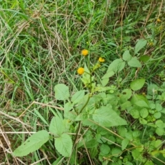 Bidens pilosa (Cobbler's Pegs, Farmer's Friend) at Jerrabomberra, ACT - 17 Mar 2021 by Mike