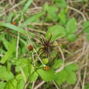 Bidens pilosa at Jerrabomberra, ACT - 17 Mar 2021 04:19 PM