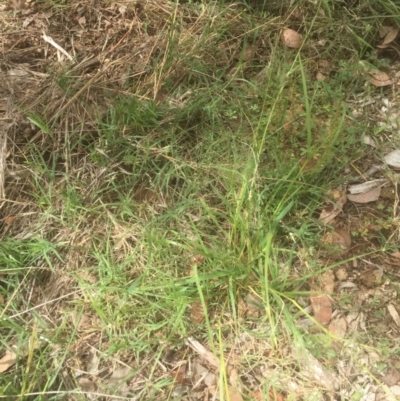 Panicum effusum (Hairy Panic Grass) at Emu Creek - 18 Mar 2021 by jgiacon