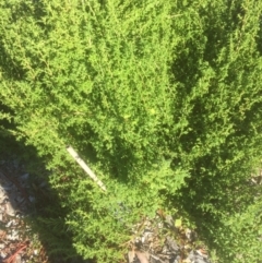 Dysphania pumilio (Small Crumbweed) at Emu Creek - 15 Mar 2021 by jgiacon