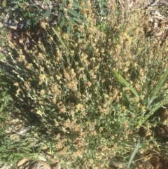 Pseudognaphalium luteoalbum (Jersey Cudweed) at Flea Bog Flat to Emu Creek Corridor - 15 Mar 2021 by JohnGiacon