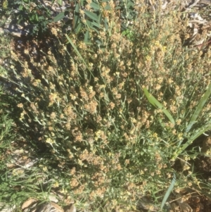 Pseudognaphalium luteoalbum at Belconnen, ACT - 15 Mar 2021