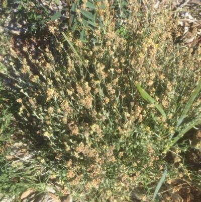 Pseudognaphalium luteoalbum (Jersey Cudweed) at Flea Bog Flat to Emu Creek Corridor - 15 Mar 2021 by JohnGiacon