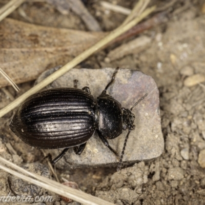 Adelium pustulosum (Darkling beetle) at Bimberi, NSW - 6 Mar 2021 by JonSteinbeck