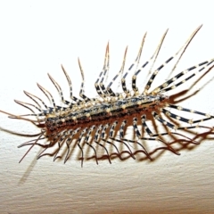 Scutigeridae (family) (A scutigerid centipede) at Crooked Corner, NSW - 24 Aug 2015 by Milly