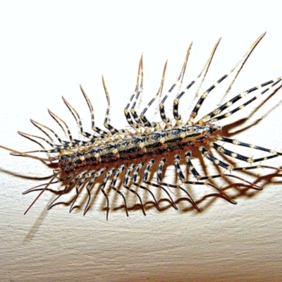Scutigeridae (family) (A scutigerid centipede) at Crooked Corner, NSW - 24 Aug 2015 by Milly