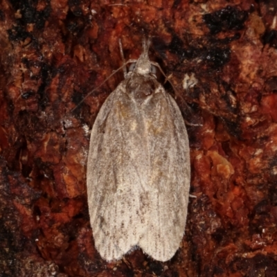 Pedois (genus) at Tidbinbilla Nature Reserve - 12 Mar 2021 by kasiaaus