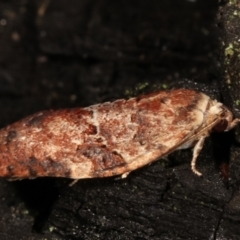 Epiphyas ashworthana (Ashworth's Tortrix) at Paddys River, ACT - 12 Mar 2021 by kasiaaus