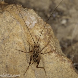 Cavernotettix sp. (genus) at Bimberi, NSW - 6 Mar 2021 08:20 PM