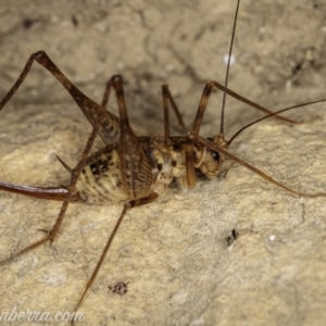 Cavernotettix sp. (genus) at Bimberi, NSW - 6 Mar 2021 08:20 PM