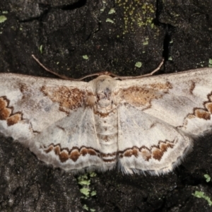 Dithalama cosmospila at Paddys River, ACT - 12 Mar 2021