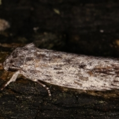 Agriophara dyscapna (A Gelechioid moth) at Paddys River, ACT - 12 Mar 2021 by kasiaaus