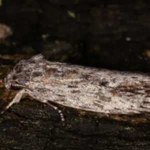 Agriophara dyscapna at Paddys River, ACT - 12 Mar 2021