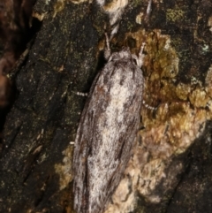 Agriophara dyscapna at Paddys River, ACT - 12 Mar 2021