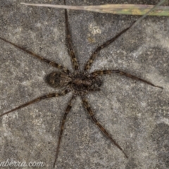 Miturga sp. (genus) at Cooleman, NSW - 6 Mar 2021 by JonSteinbeck