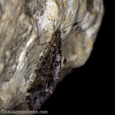 Australysmus neboissi (Osmylid lacewing) at Bimberi, NSW - 6 Mar 2021 by BIrdsinCanberra