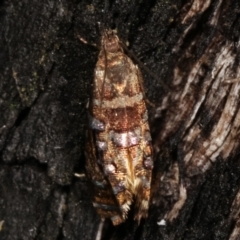 Glyphipterix undescribed species nr isozela at Paddys River, ACT - 12 Mar 2021 11:50 PM