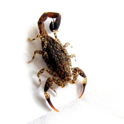 Lychas marmoreus (Little Marbled Scorpion) at Crooked Corner, NSW - 25 Aug 2014 by Milly