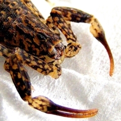 Lychas marmoreus at Crooked Corner, NSW - 26 Aug 2014