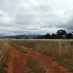 Austrostipa bigeniculata at Queanbeyan West, NSW - 18 Mar 2021