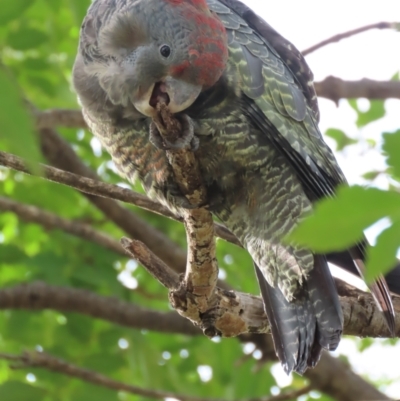 Callocephalon fimbriatum (Gang-gang Cockatoo) at Griffith, ACT - 18 Mar 2021 by roymcd