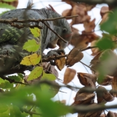 Callocephalon fimbriatum at Griffith, ACT - 18 Mar 2021