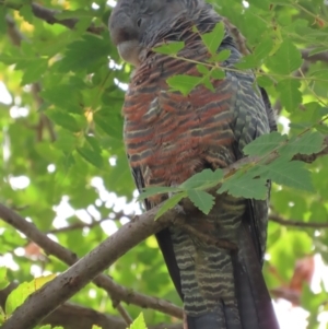 Callocephalon fimbriatum at Griffith, ACT - 18 Mar 2021