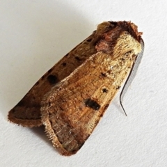 Agrotis porphyricollis (Variable Cutworm) at Crooked Corner, NSW - 6 Jan 2021 by Milly