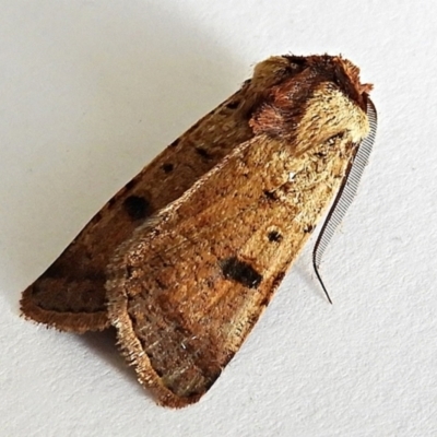 Agrotis porphyricollis (Variable Cutworm) at Crooked Corner, NSW - 5 Jan 2021 by Milly