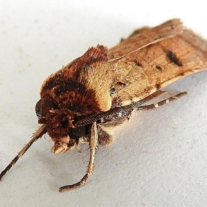 Agrotis porphyricollis at Crooked Corner, NSW - 6 Jan 2021 07:26 AM