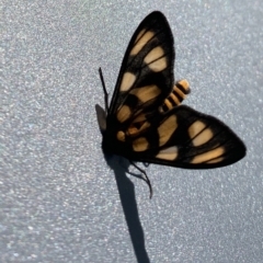 Amata (genus) (Handmaiden Moth) at Acton, ACT - 5 Mar 2021 by JanetRussell