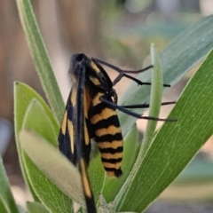 Amata (genus) at Acton, ACT - 5 Mar 2021