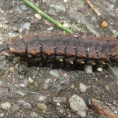 Porrostoma sp. (genus) at Dunlop, ACT - 18 Mar 2021 12:17 PM