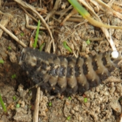 Porrostoma sp. (genus) at Dunlop, ACT - 18 Mar 2021 12:17 PM