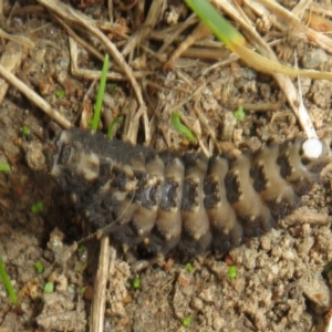 Porrostoma sp. (genus) at Dunlop, ACT - 18 Mar 2021 12:17 PM