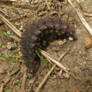 Porrostoma sp. (genus) at Dunlop, ACT - 18 Mar 2021 12:17 PM