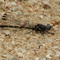 Cordulephya pygmaea (Common Shutwing) at Woodstock Nature Reserve - 18 Mar 2021 by Christine