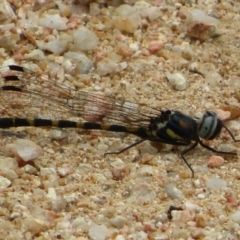 Cordulephya pygmaea at Holt, ACT - 18 Mar 2021