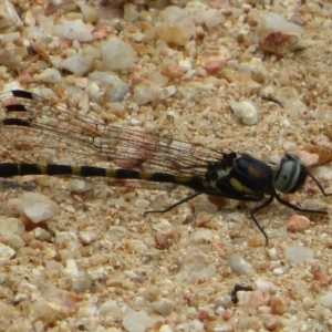 Cordulephya pygmaea at Holt, ACT - 18 Mar 2021