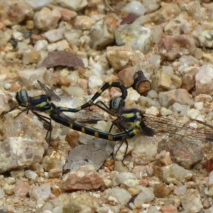 Cordulephya pygmaea at Holt, ACT - 18 Mar 2021